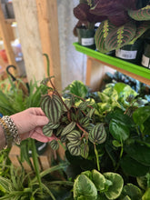 Load image into Gallery viewer, 4" Peperomia (asst.)