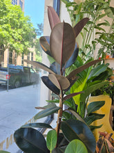 Load image into Gallery viewer, 10" Ficus elastica