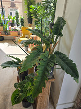 Load image into Gallery viewer, 10" Philodendron Narrow Escape