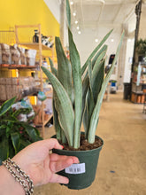 Load image into Gallery viewer, 6" Sayuri Snake Plant