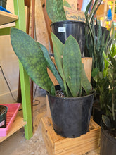 Load image into Gallery viewer, 10" Whale Fin Snake Plant