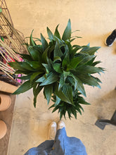 Load image into Gallery viewer, 10" Dracaena Janet Craig Cane