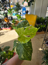 Load image into Gallery viewer, 4" Monstera 'Thai Constellation'