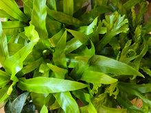 Load image into Gallery viewer, 4" Bird's Nest Fern
