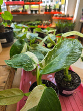 Load image into Gallery viewer, 4" Philodendron Jose Buono Fiesta
