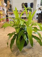 Load image into Gallery viewer, 8" Dracaena Limelight