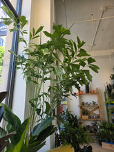 Load image into Gallery viewer, 10" Fishtail Palm