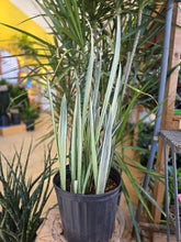 Load image into Gallery viewer, 10" Bantel Sensation Snake Plant