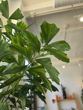 Load image into Gallery viewer, 10" Fishtail Palm