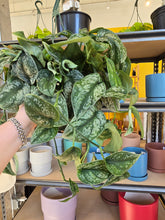Load image into Gallery viewer, 8" Satin Pothos HB
