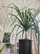 Load image into Gallery viewer, 10" Ponytail Palm
