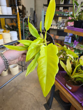 Load image into Gallery viewer, 6" Philodendron Golden Crocodile