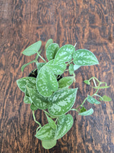 Load image into Gallery viewer, 4" Satin Pothos