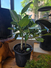 Load image into Gallery viewer, 10" Ficus Audrey