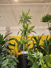 Load image into Gallery viewer, 10" Dracaena Warneckii Gold Star