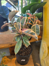 Load image into Gallery viewer, 10" Ficus Ruby