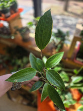 Load image into Gallery viewer, 4" Hoya macrophylla