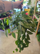 Load image into Gallery viewer, 8" Cebu Blue Pothos HB