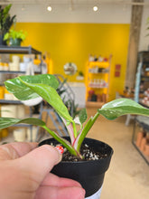 Load image into Gallery viewer, 4" Philodendron White Princess
