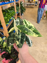 Load image into Gallery viewer, 4" Var. Alocasia Frydek