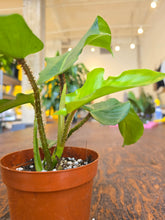 Load image into Gallery viewer, 4" Philodendron Squamiferum