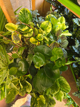 Load image into Gallery viewer, 4" Peperomia (asst.)