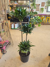 Load image into Gallery viewer, 10" Dracaena Janet Craig Cane