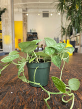 Load image into Gallery viewer, 4" Satin Pothos