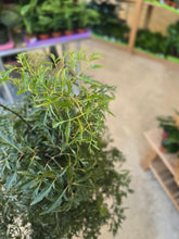 Load image into Gallery viewer, 8" Ming Aralia