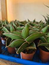 Load image into Gallery viewer, 2" Samurai Snake Plant
