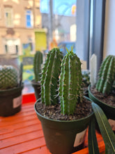 Load image into Gallery viewer, 4" Cacti (asst.)