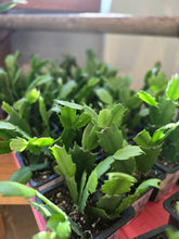 Load image into Gallery viewer, 3" Holiday Cactus