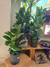 Load image into Gallery viewer, 8" Ficus lyrata bush