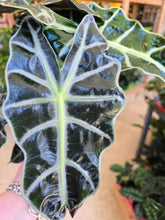 Load image into Gallery viewer, 6" Alocasia Polly