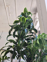 Load image into Gallery viewer, 10" Dracaena Dorado Cane