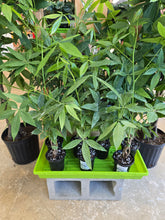 Load image into Gallery viewer, 4" Money Tree