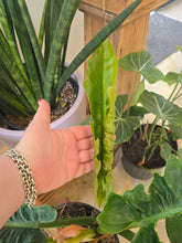 Load image into Gallery viewer, 10" Philodendron Narrow Escape