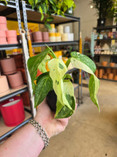 Load image into Gallery viewer, 4" Philodendron Jose Buono Fiesta