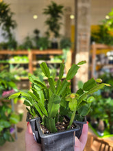 Load image into Gallery viewer, 3" Holiday Cactus