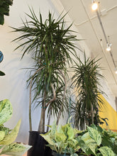 Load image into Gallery viewer, 10" Dracaena Marginata Character