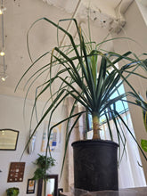 Load image into Gallery viewer, 10" Ponytail Palm