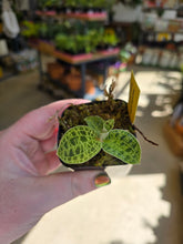 Load image into Gallery viewer, 2" Macodes Petola