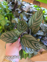Load image into Gallery viewer, 4" Calathea ornata