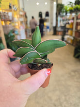 Load image into Gallery viewer, 2" Samurai Snake Plant
