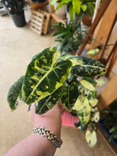Load image into Gallery viewer, 4" Var. Alocasia Frydek