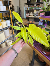 Load image into Gallery viewer, 6" Philodendron Golden Crocodile
