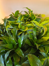 Load image into Gallery viewer, 4" Dracaena 'dragon' (asst.)