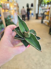 Load image into Gallery viewer, 2" Samurai Snake Plant