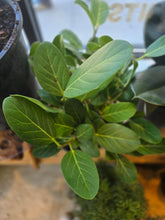 Load image into Gallery viewer, 10" Ficus Audrey