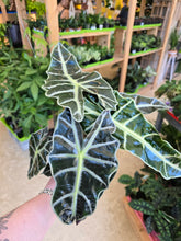 Load image into Gallery viewer, 6" Alocasia Polly